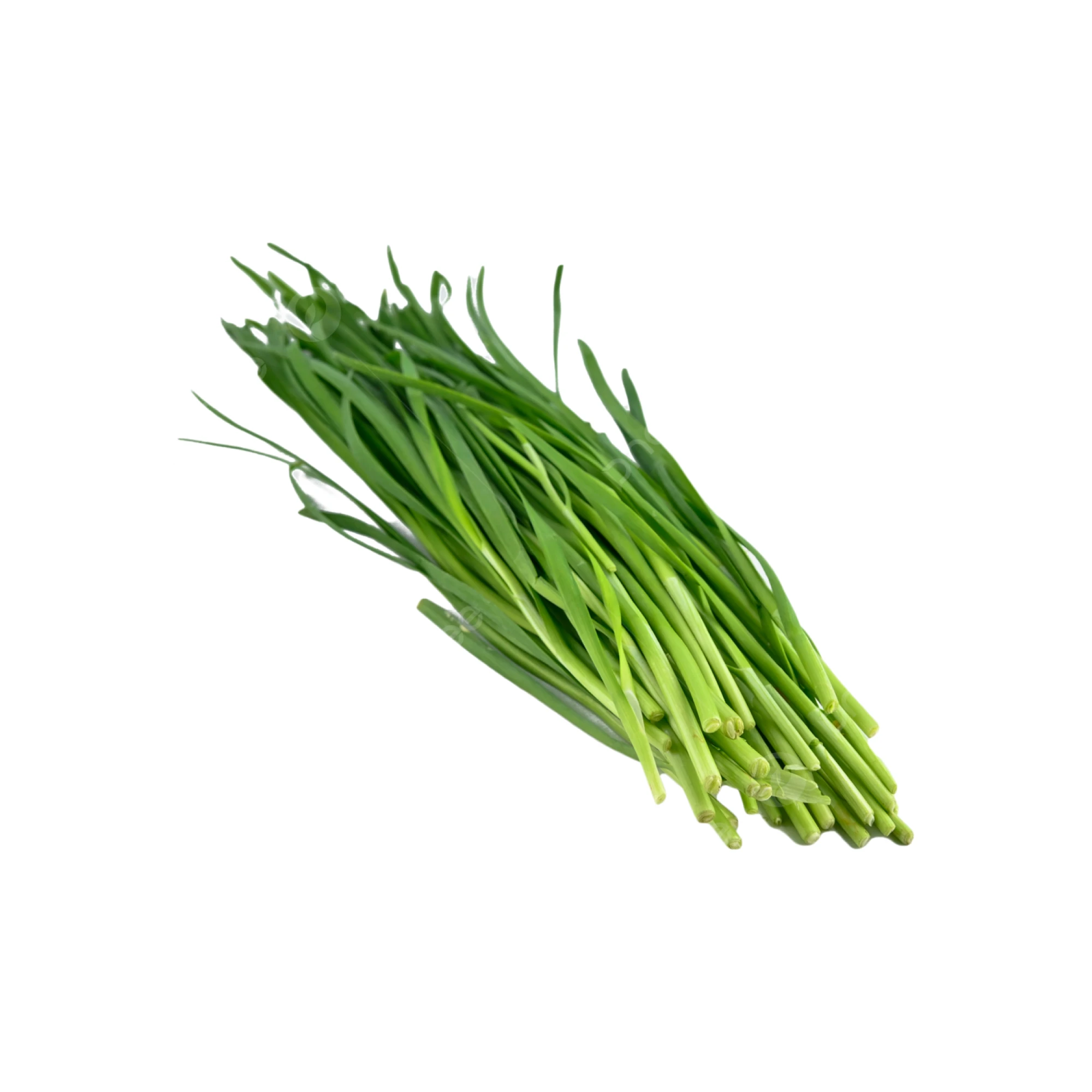 Alternative view of Garlic Chives with Flower 1 lb