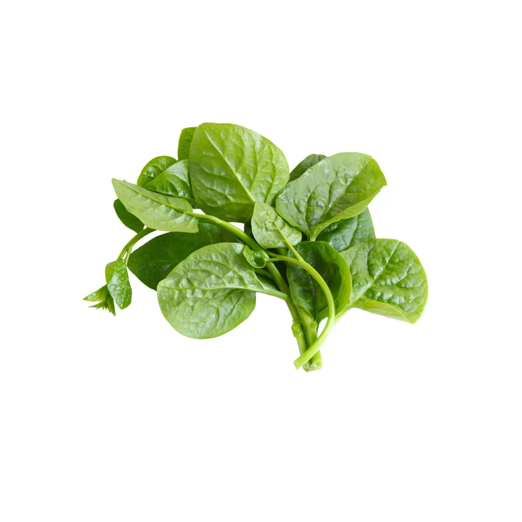 Local Malabar Spinach 1lb