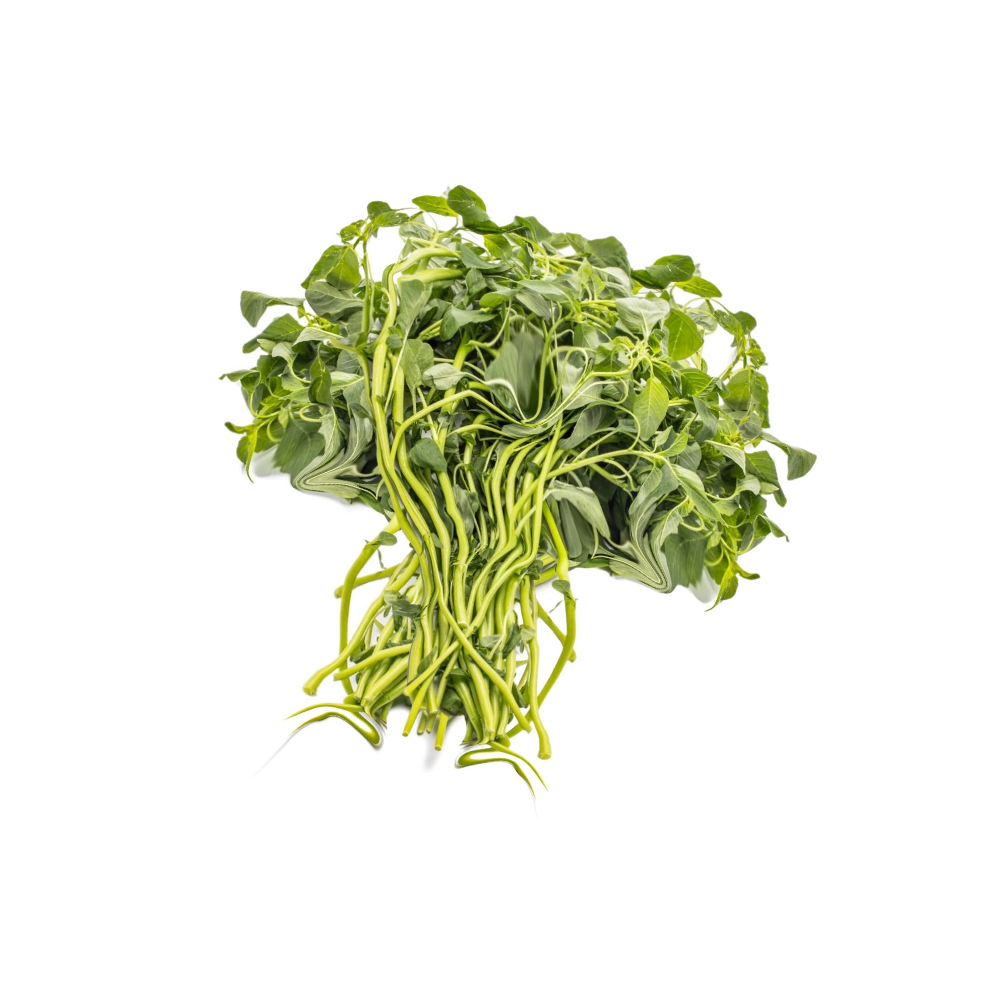 Alternative view of Green Shen Choy 2lbs.