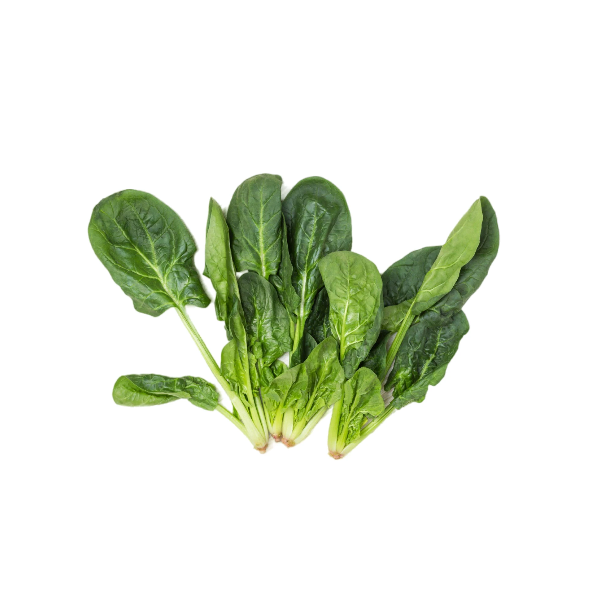 Alternative view of Organic Spinach 1 Bunch