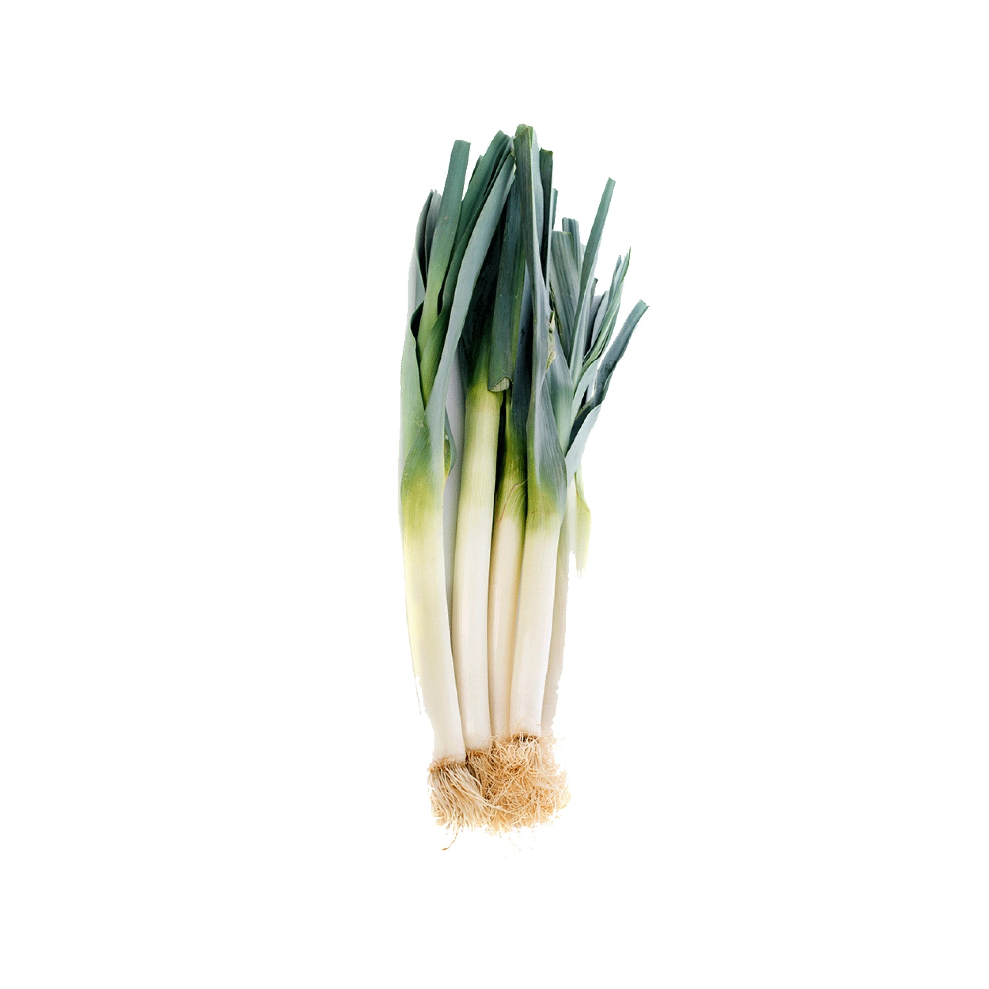 Alternative view of Chinese Leek 0.95-1.05 lb