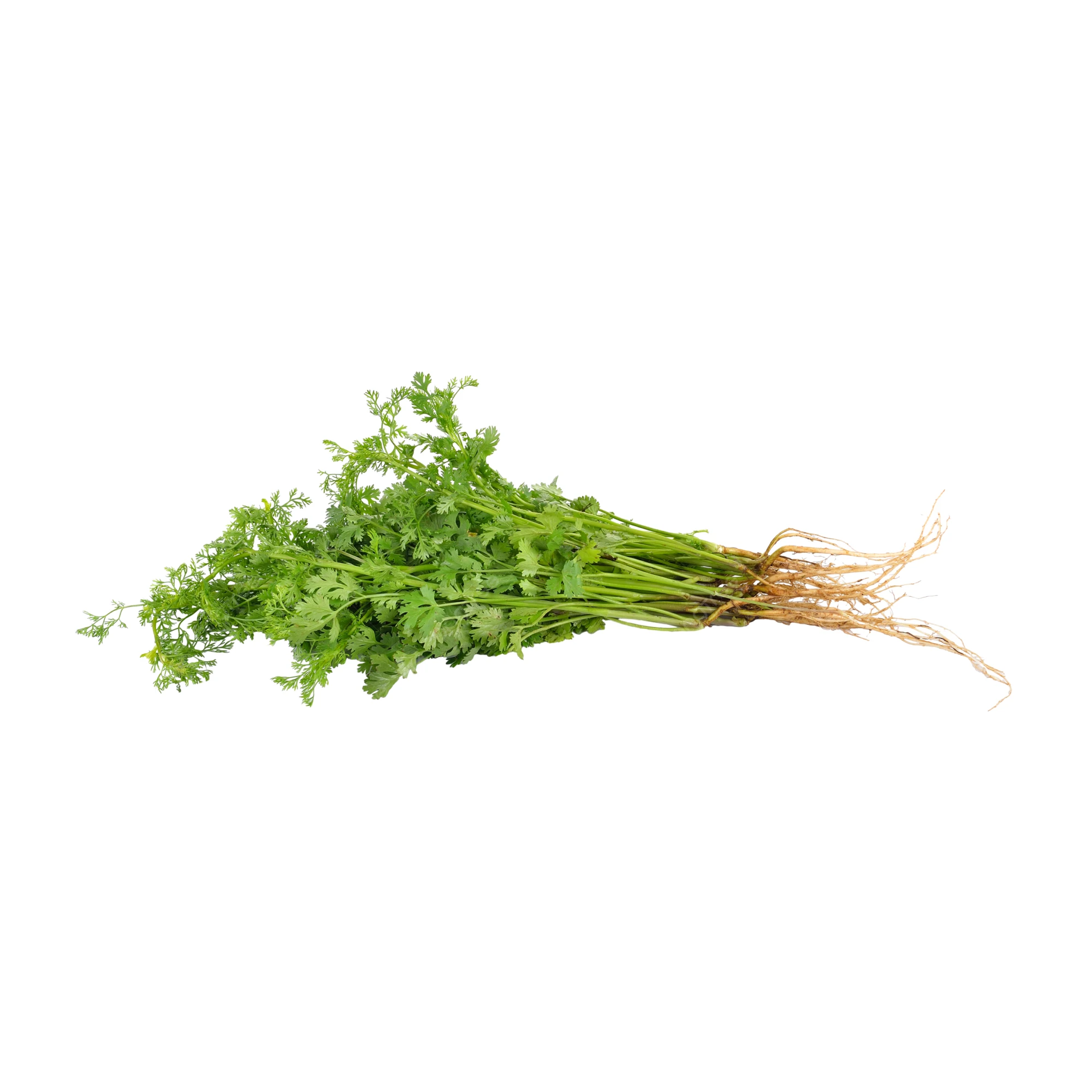 Alternative view of Cilantro 1 bunch