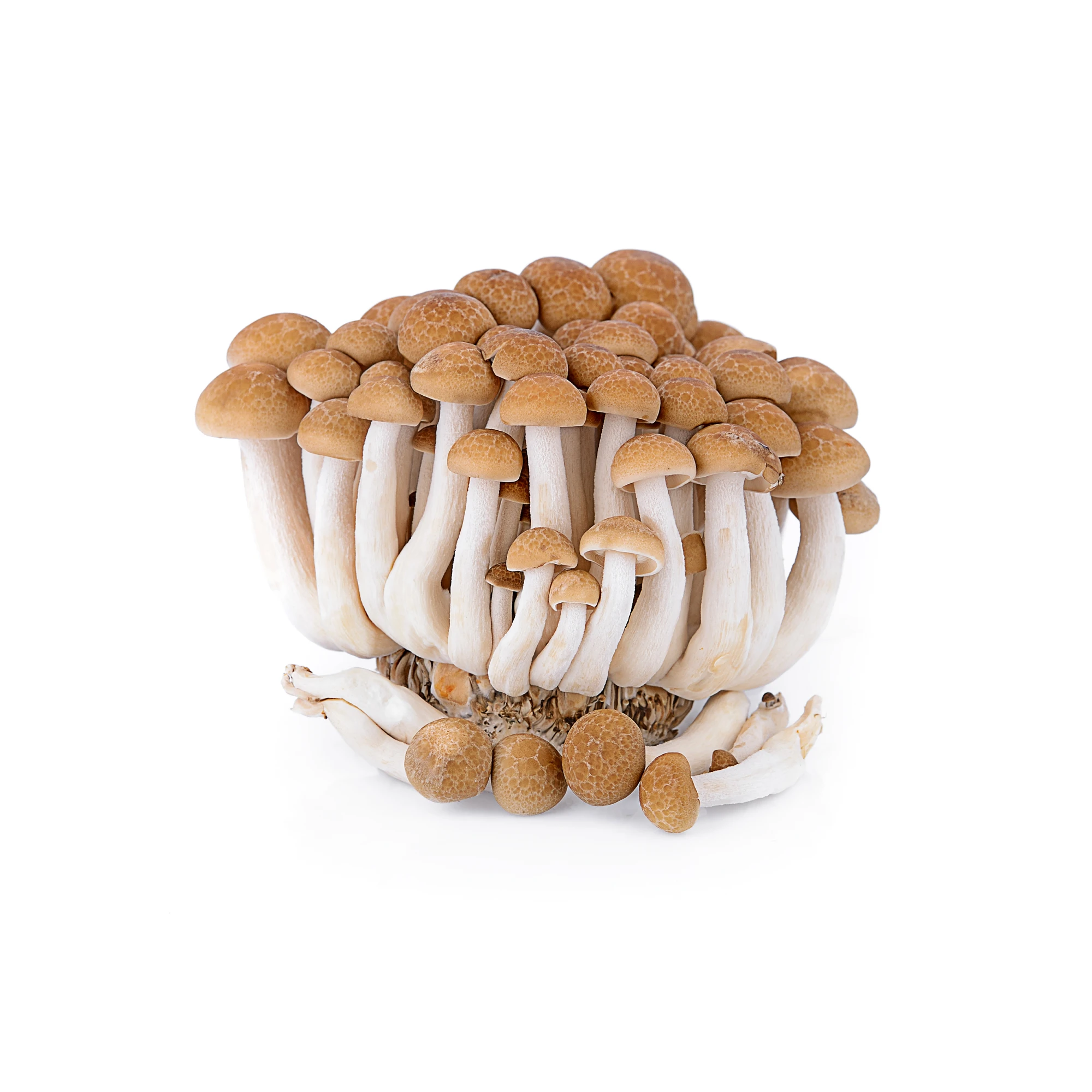 Shimeji Brown Mushroom 150 g