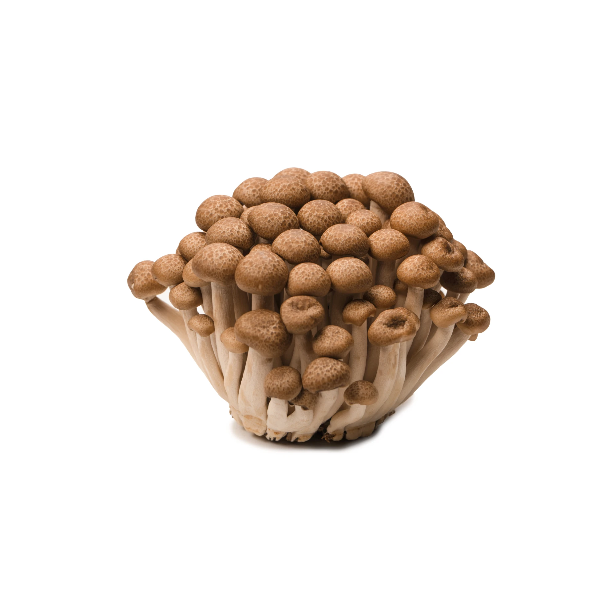 Organic Shimeji Brown Mushroom 100 g