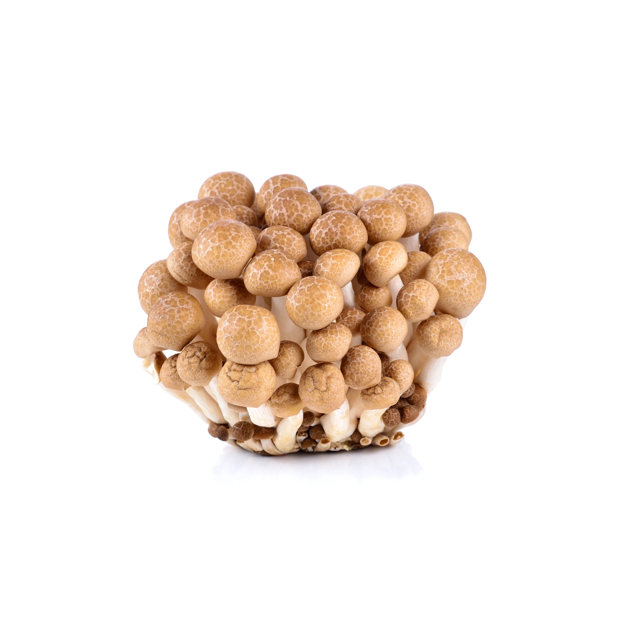 Alternative view of Organic Shimeji Brown Mushroom 100 g