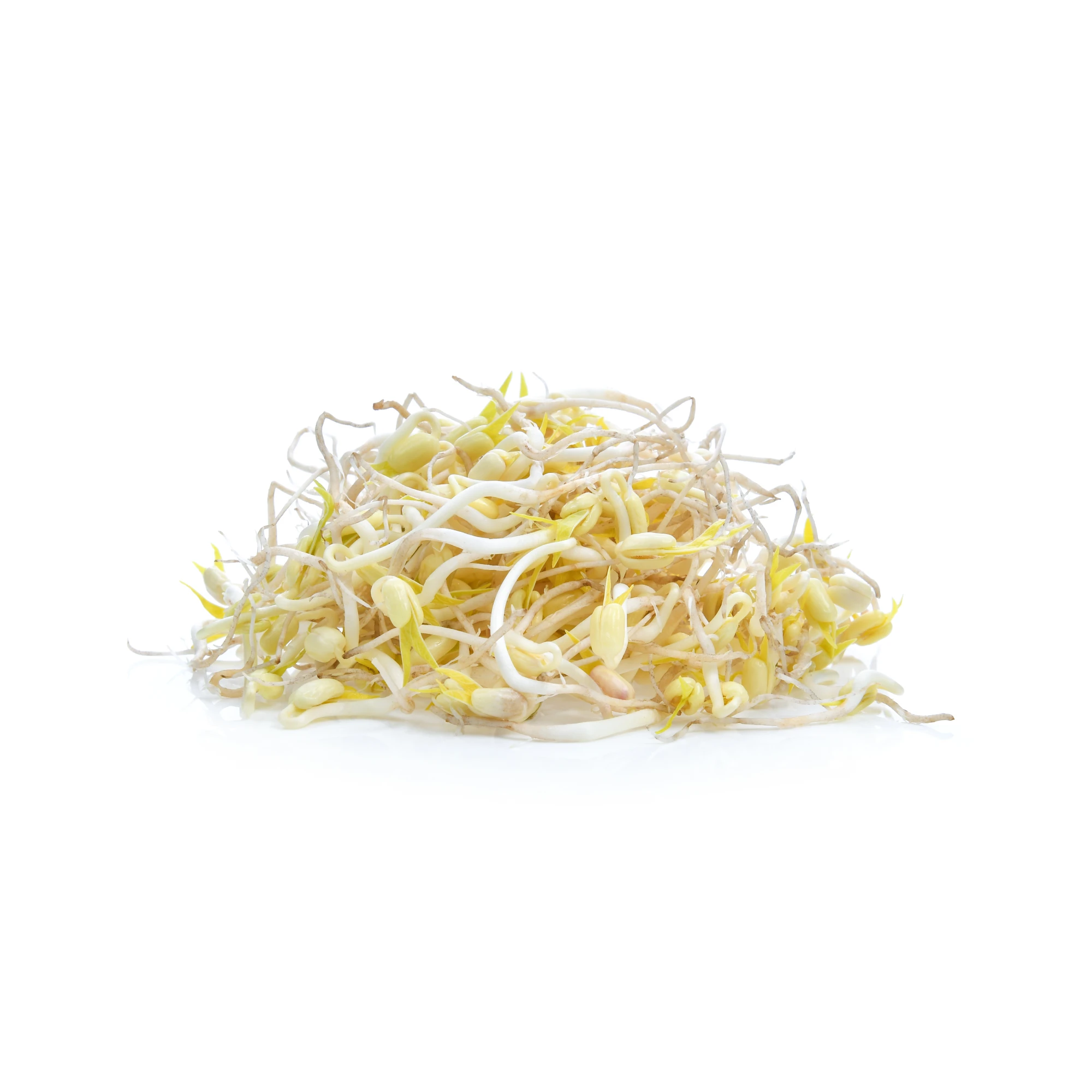 Alternative view of Mung Bean Sprouts 12 oz