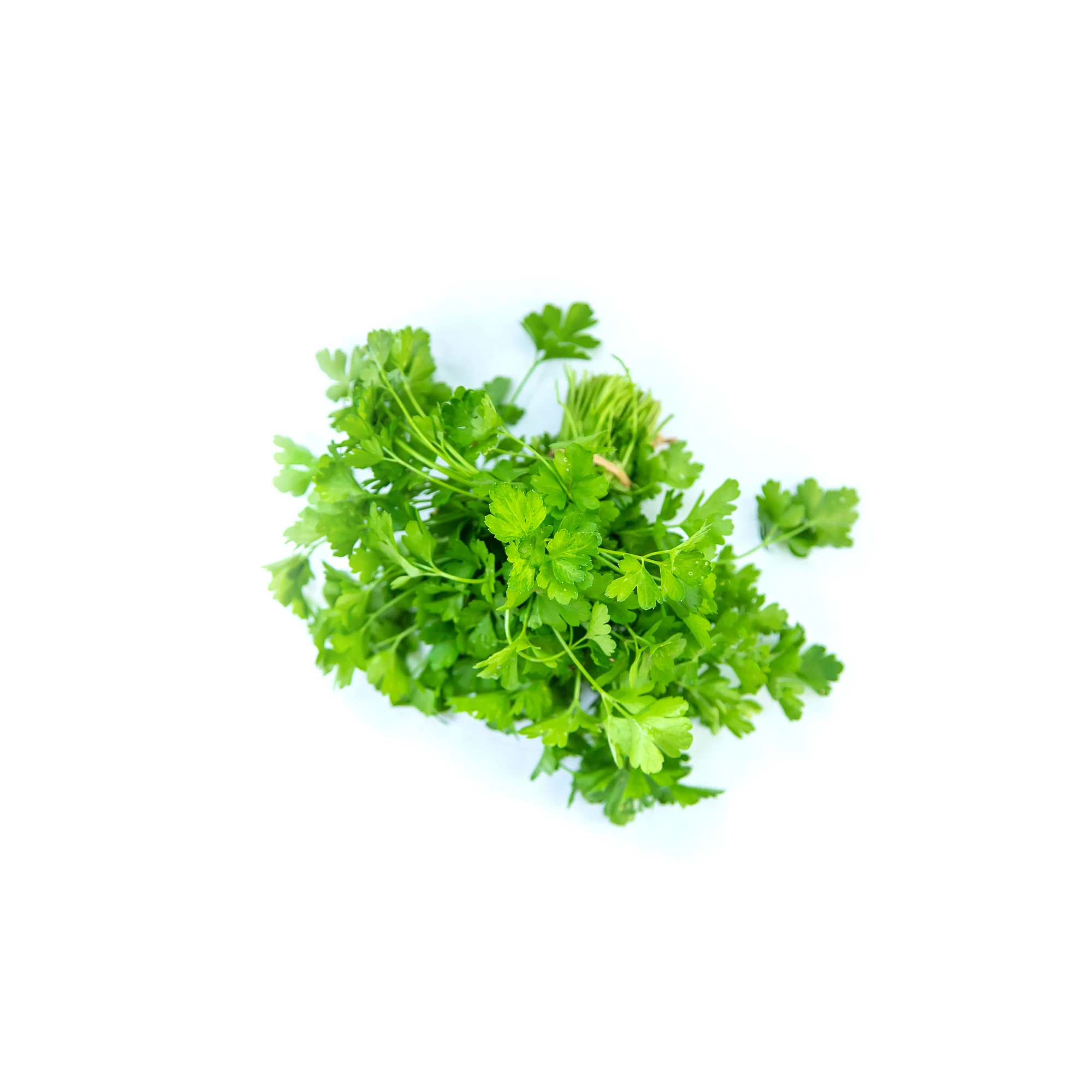 Alternative view of Organic Cilantro 4 oz