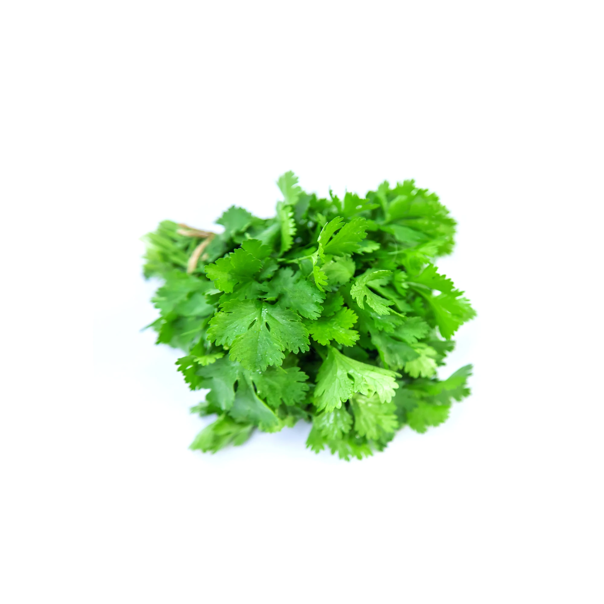 Organic Cilantro 4 oz