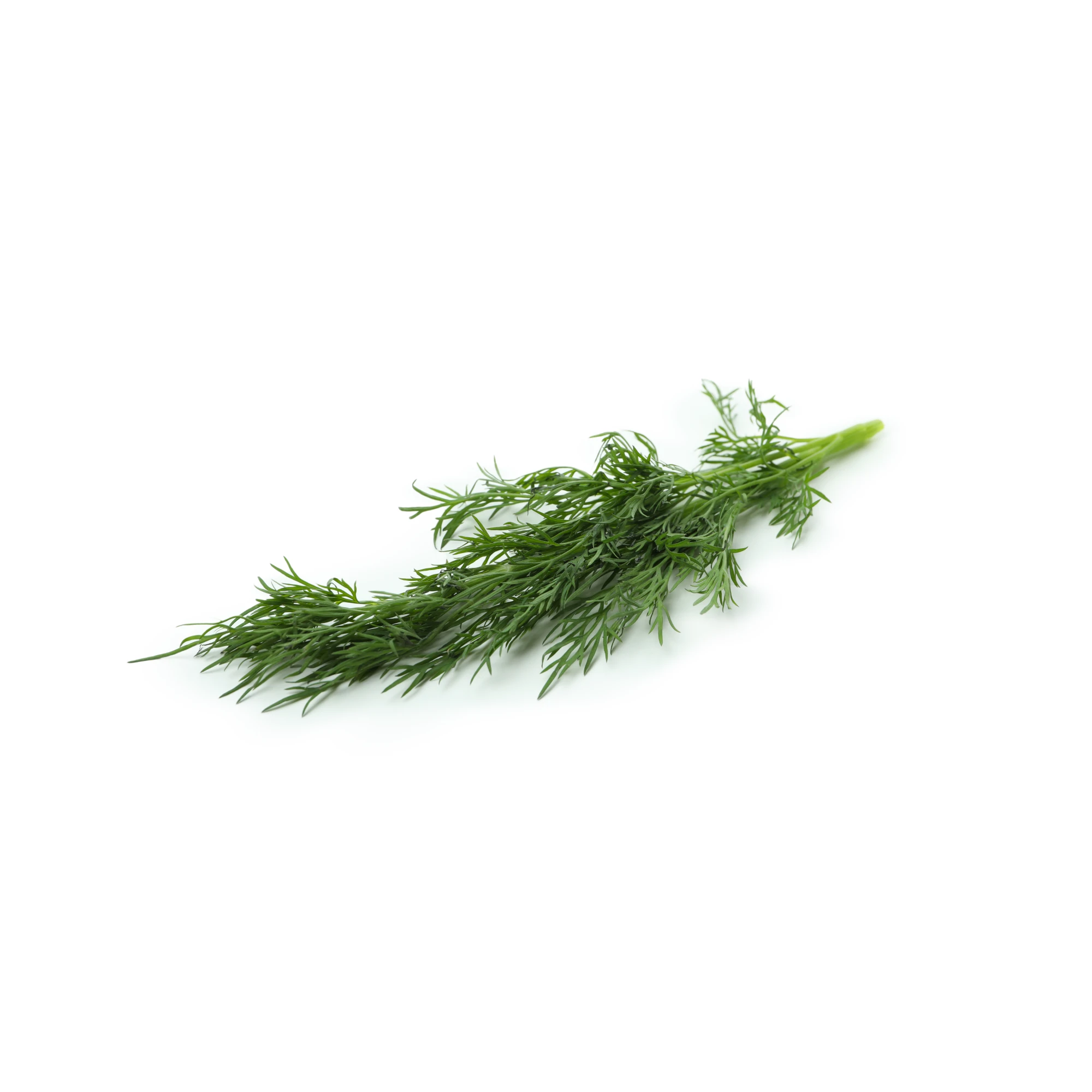Alternative view of Organic Dill 4 oz