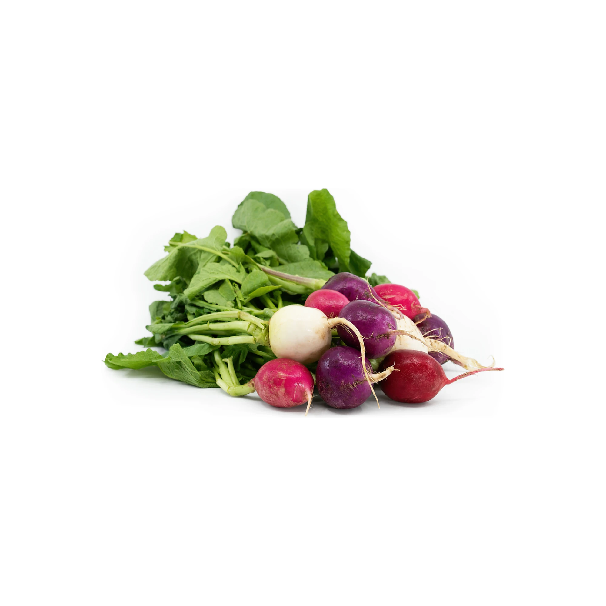 Organic Easter Egg Radish .75lb