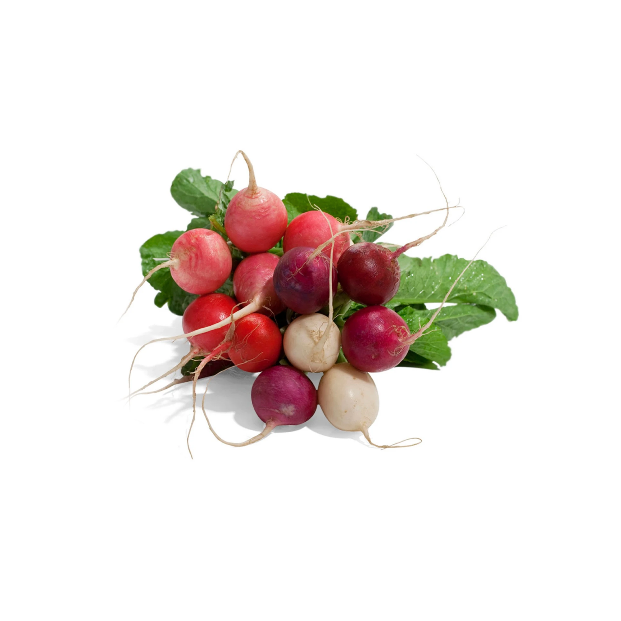 Alternative view of Organic Easter Egg Radish .75lb