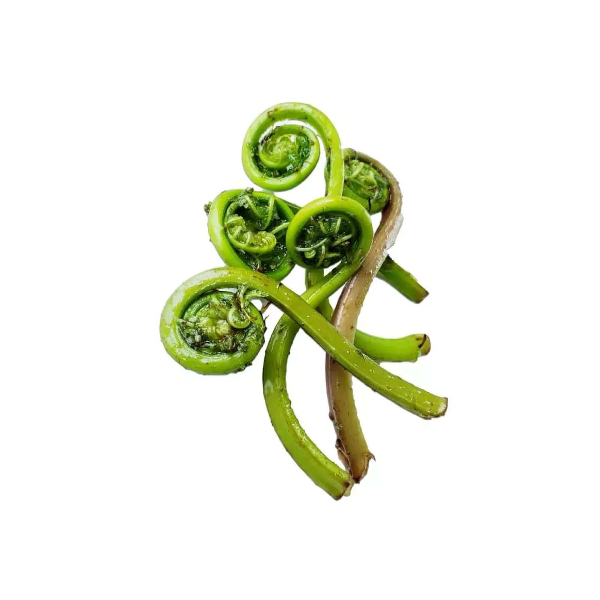 Alternative view of Wild Fiddlehead Ferns 4 oz