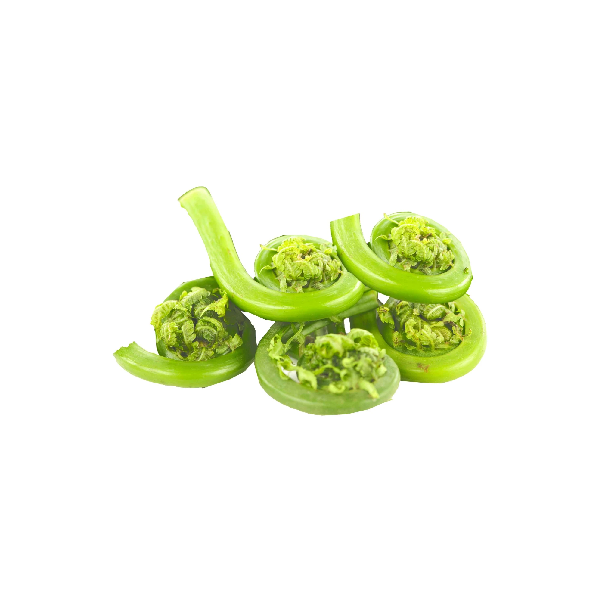 Wild Fiddlehead Ferns 4 oz
