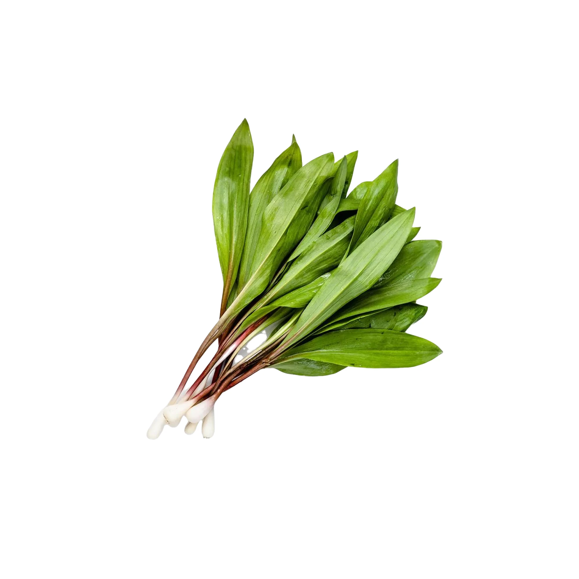 Alternative view of Wild Ramps 4 oz