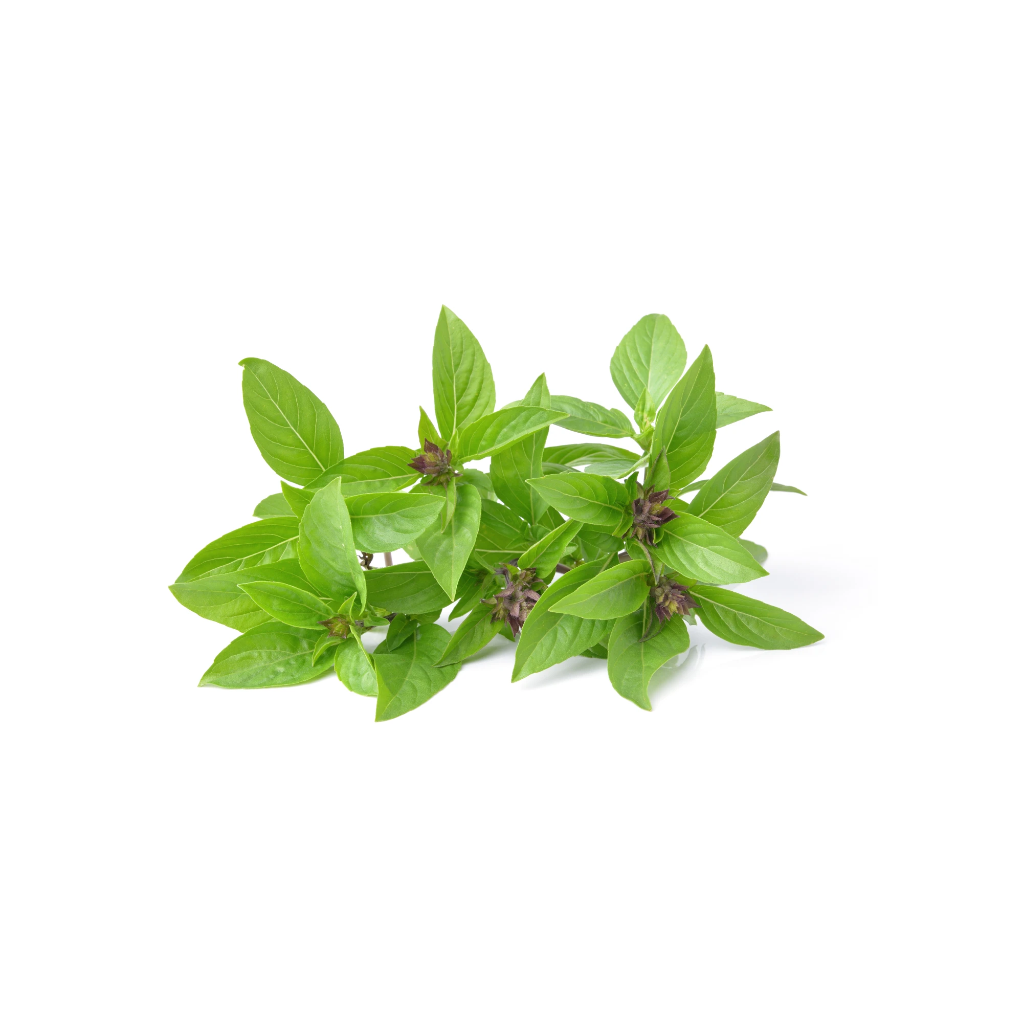 Alternative view of Thai Basil 0.5 lb
