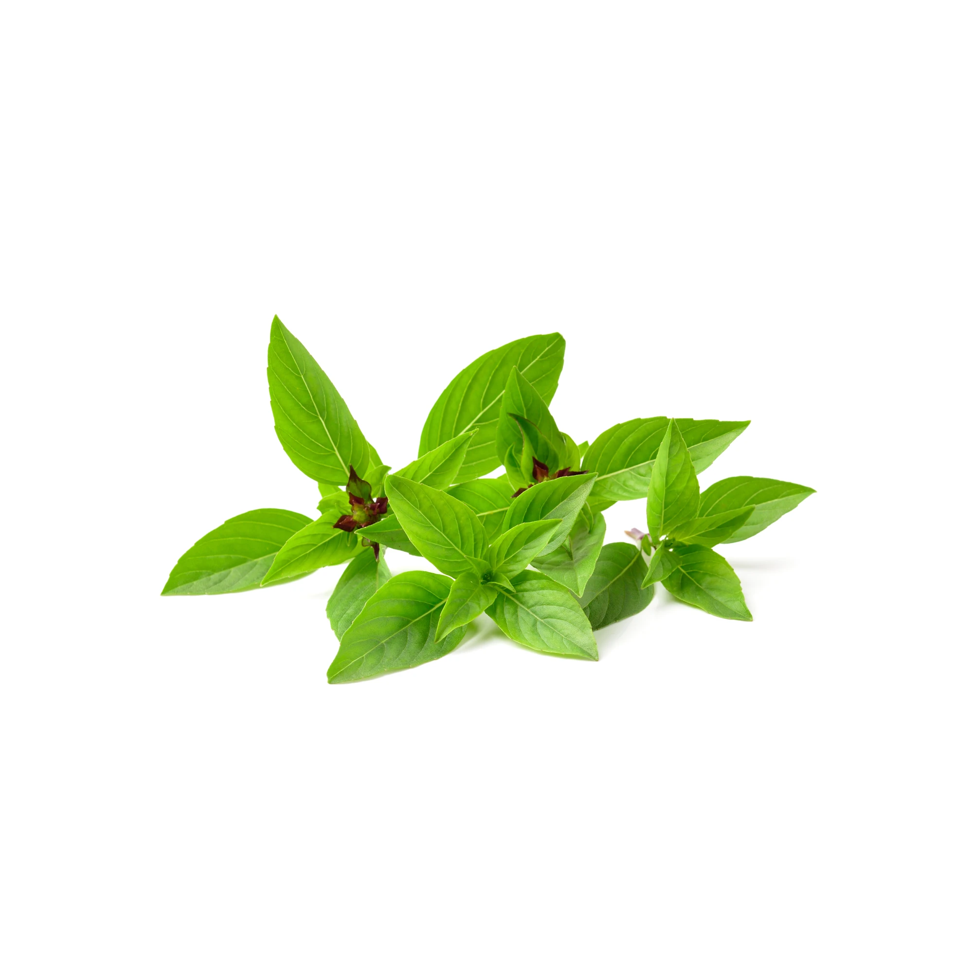 Thai Basil 0.5 lb