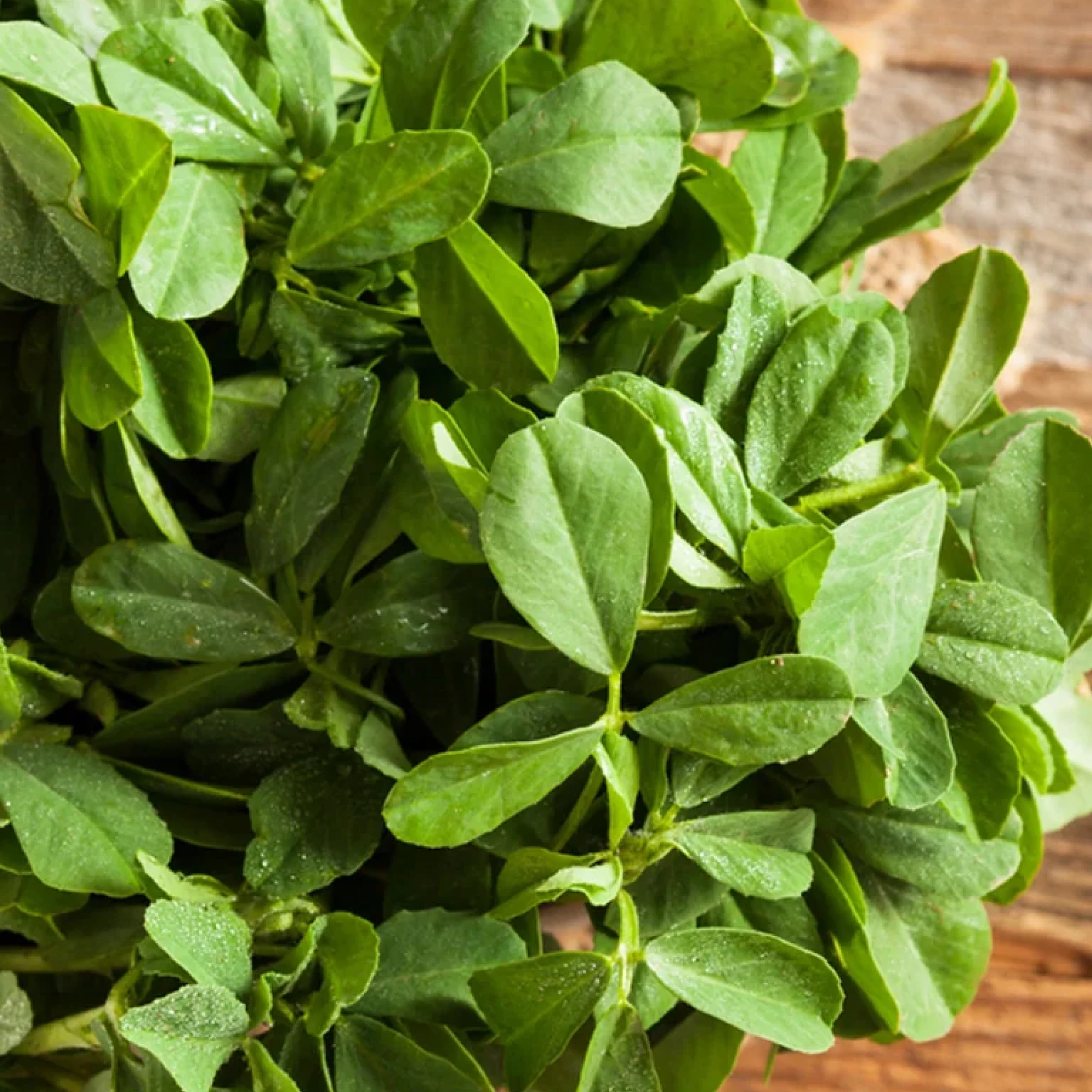Alternative view of fresh Methi Leaves (Fenugreek) 0.75 oz