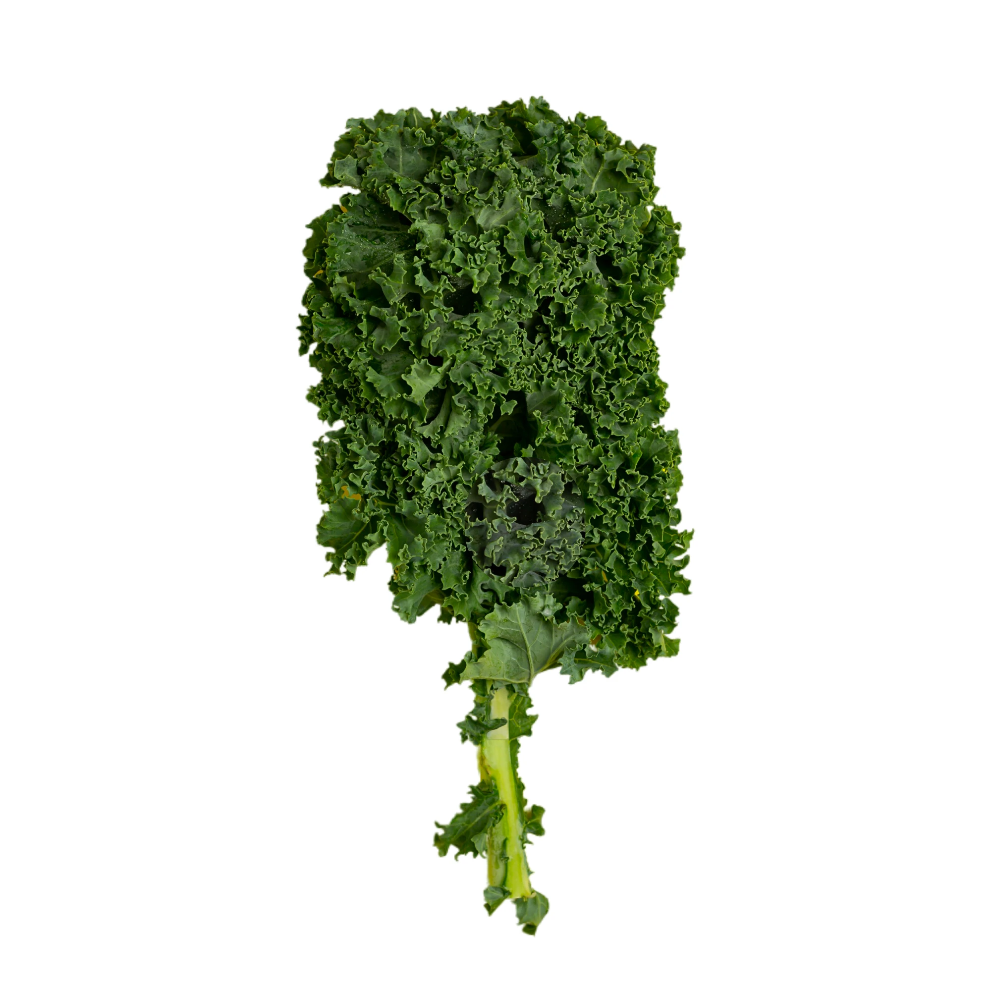 Alternative view of Green Curly Kale 1 Bunch