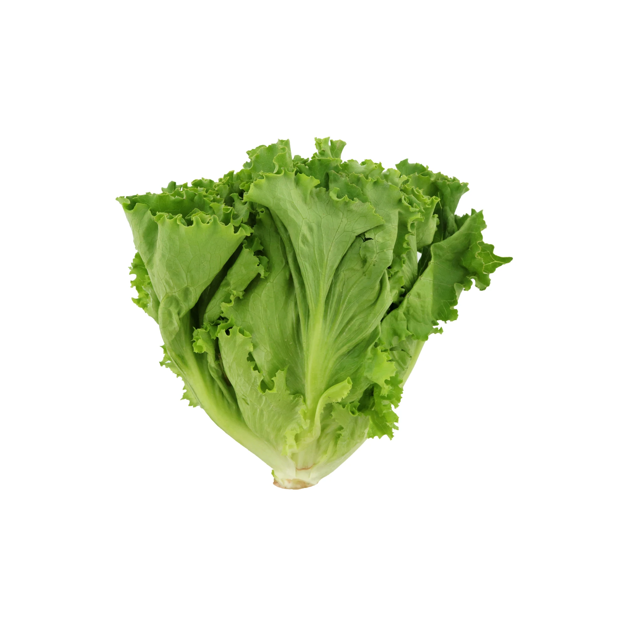 Green Leaf Lettuce Bunch 1 count