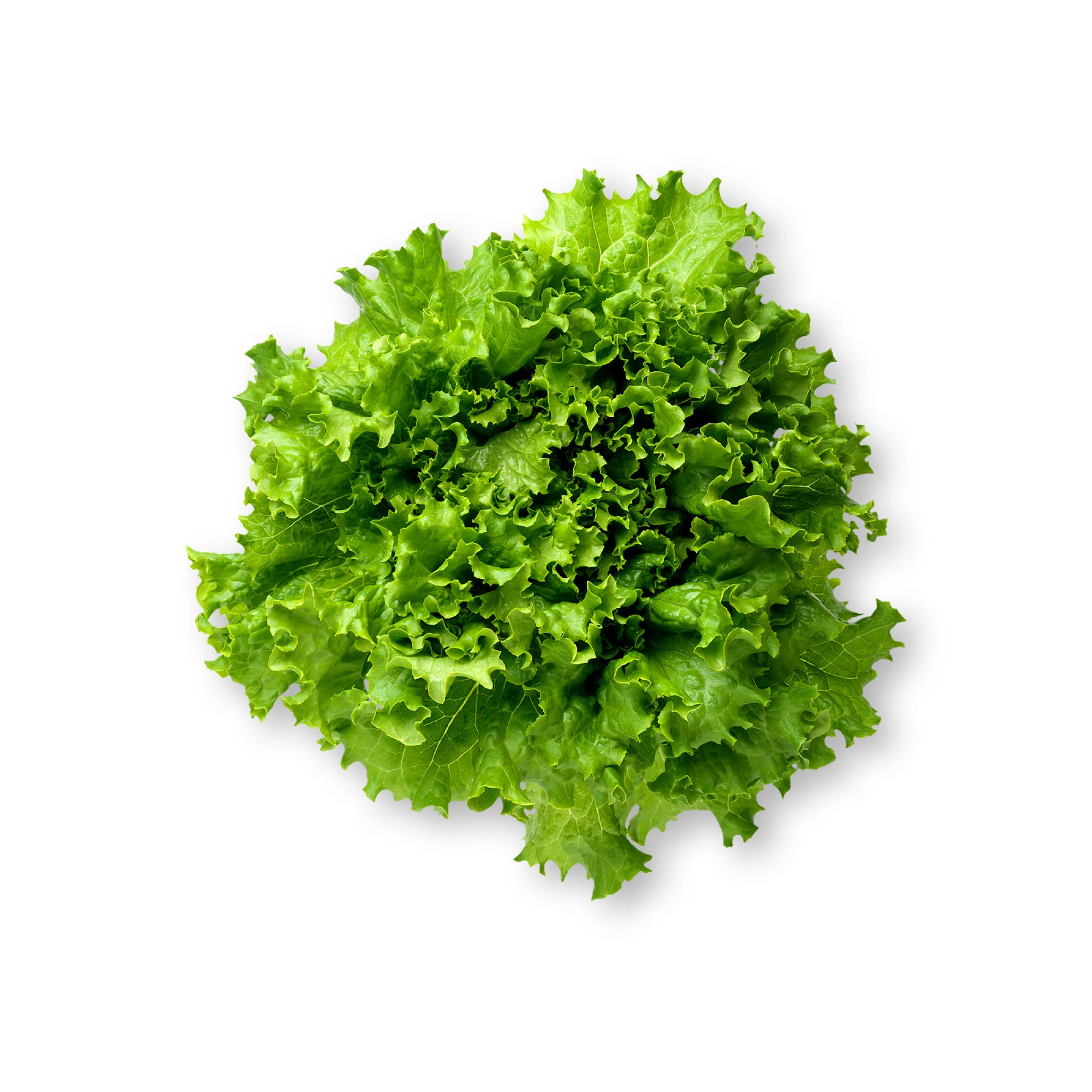 Alternative view of Green Leaf Lettuce Bunch 1 count