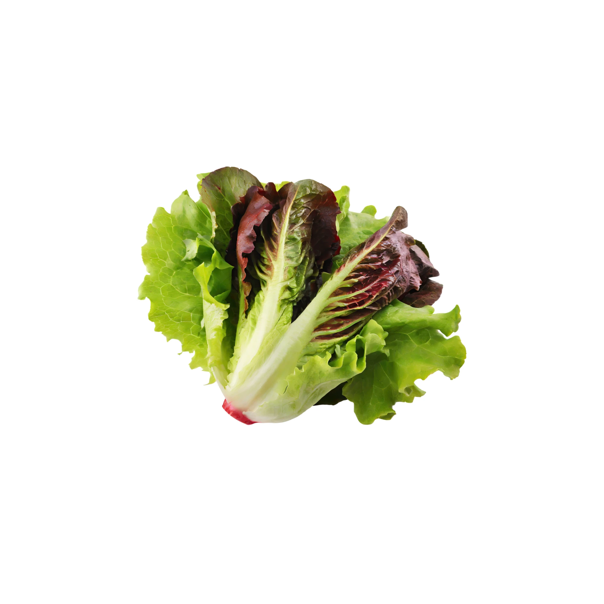 Red Leaf Lettuce 1 each