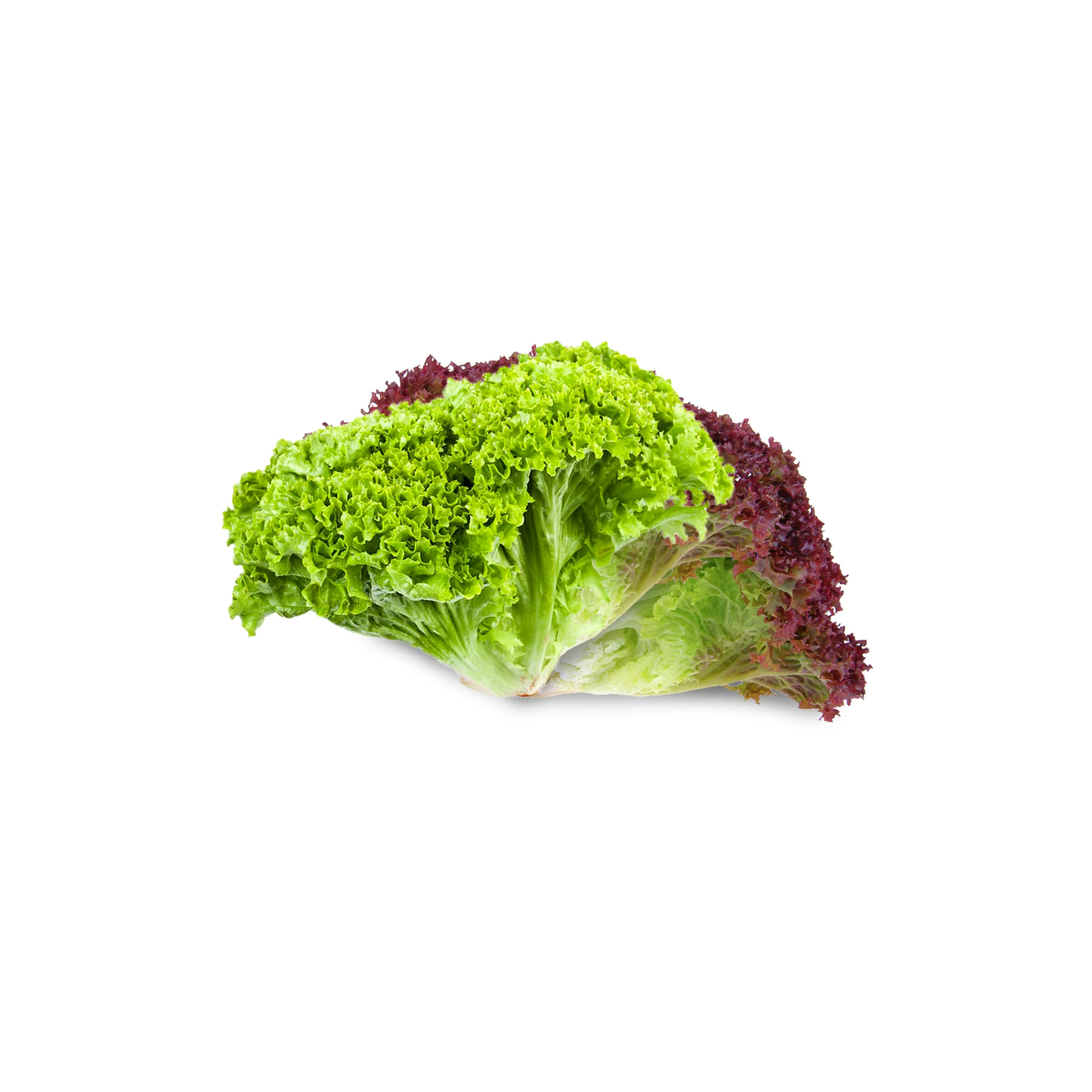 Alternative view of Red Leaf Lettuce 1 each
