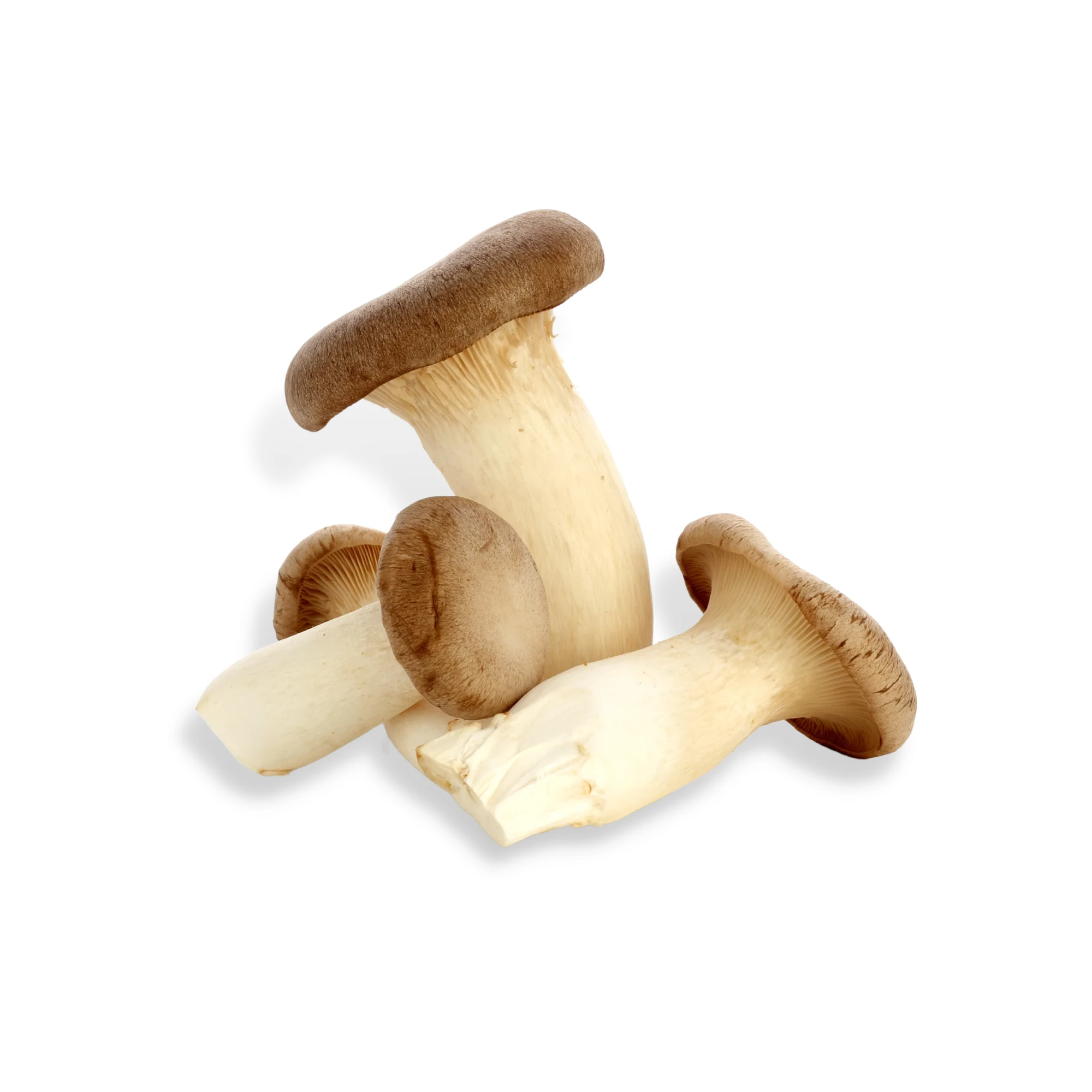Alternative view of King Oyster Mushrooms 1 lb