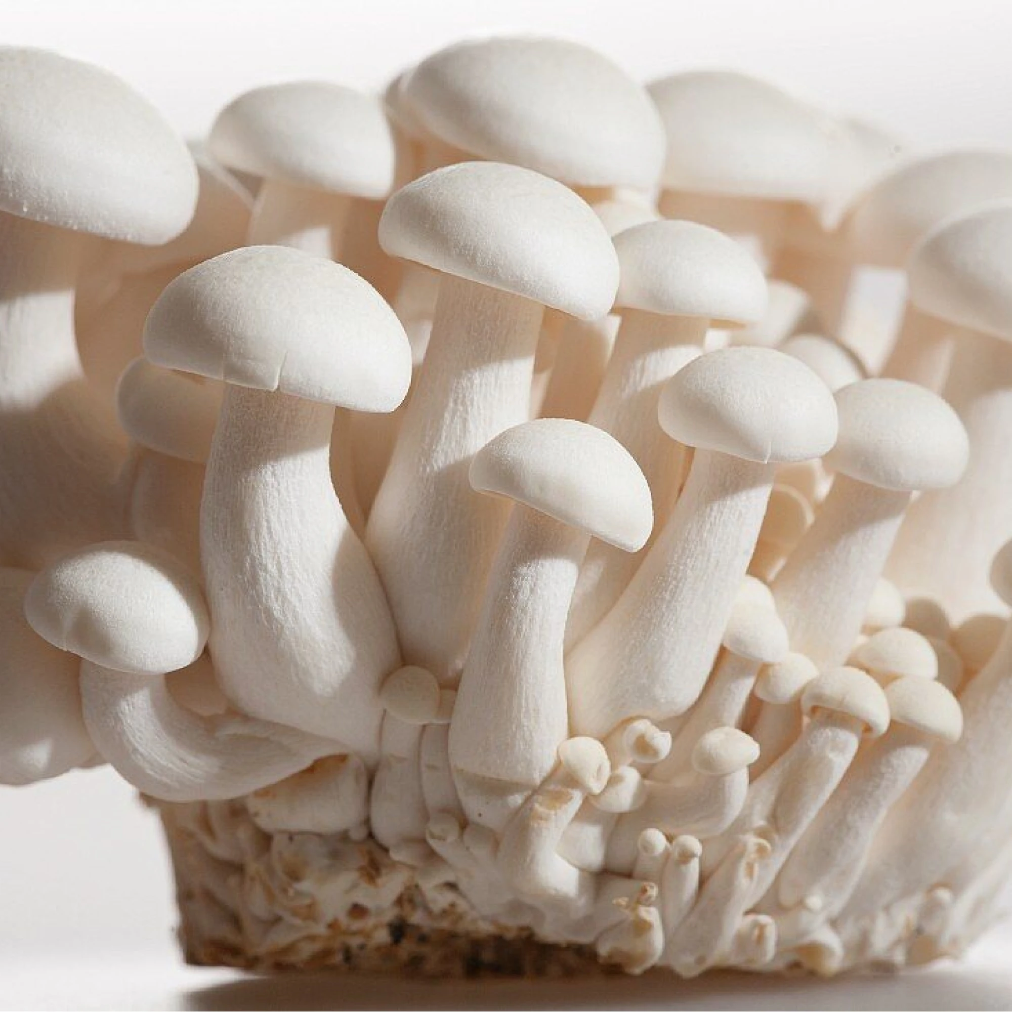 Alternative view of White Beech Mushrooms 150 g