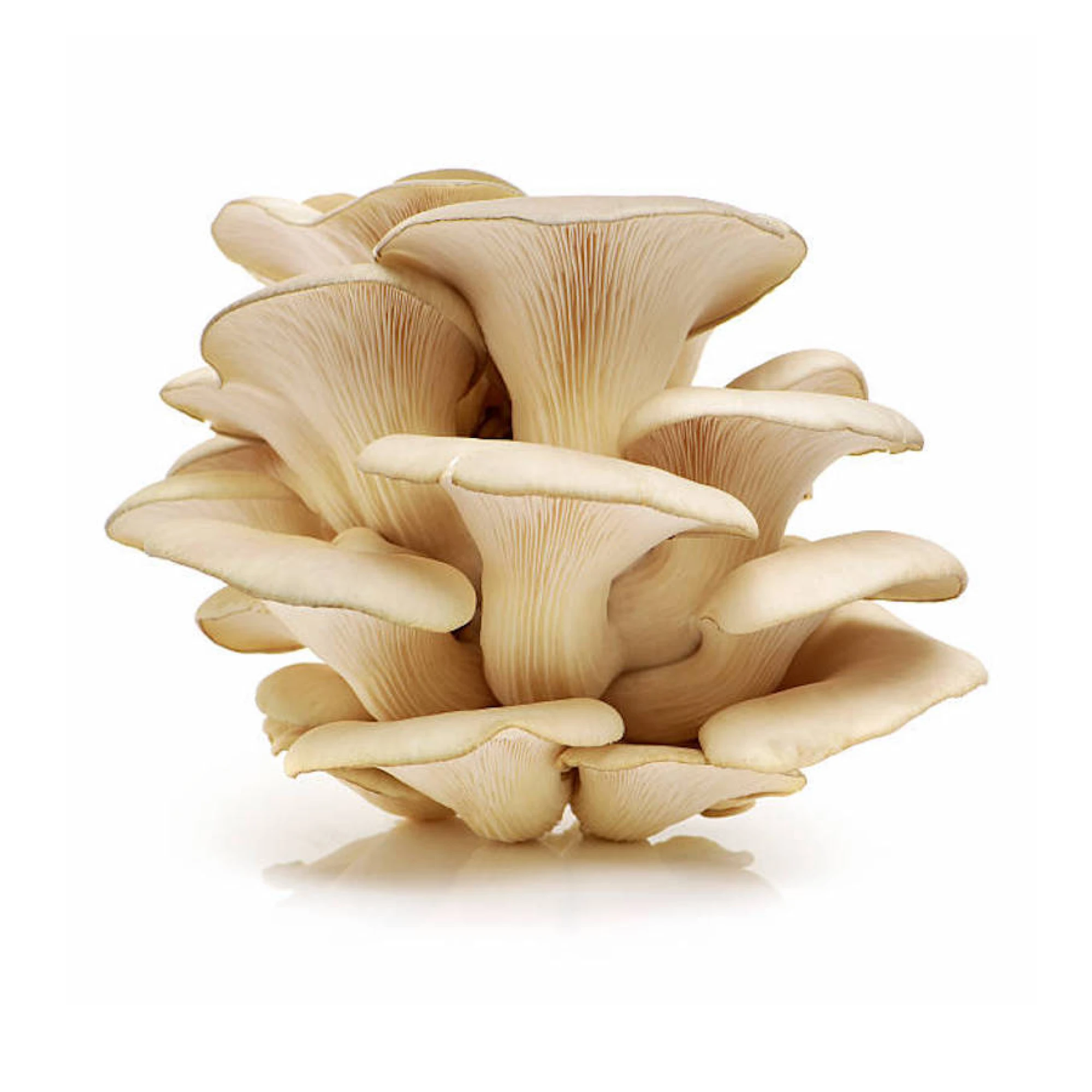 Alternative view of Oyster Mushrooms 6 oz