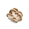Oyster Mushrooms 6 oz