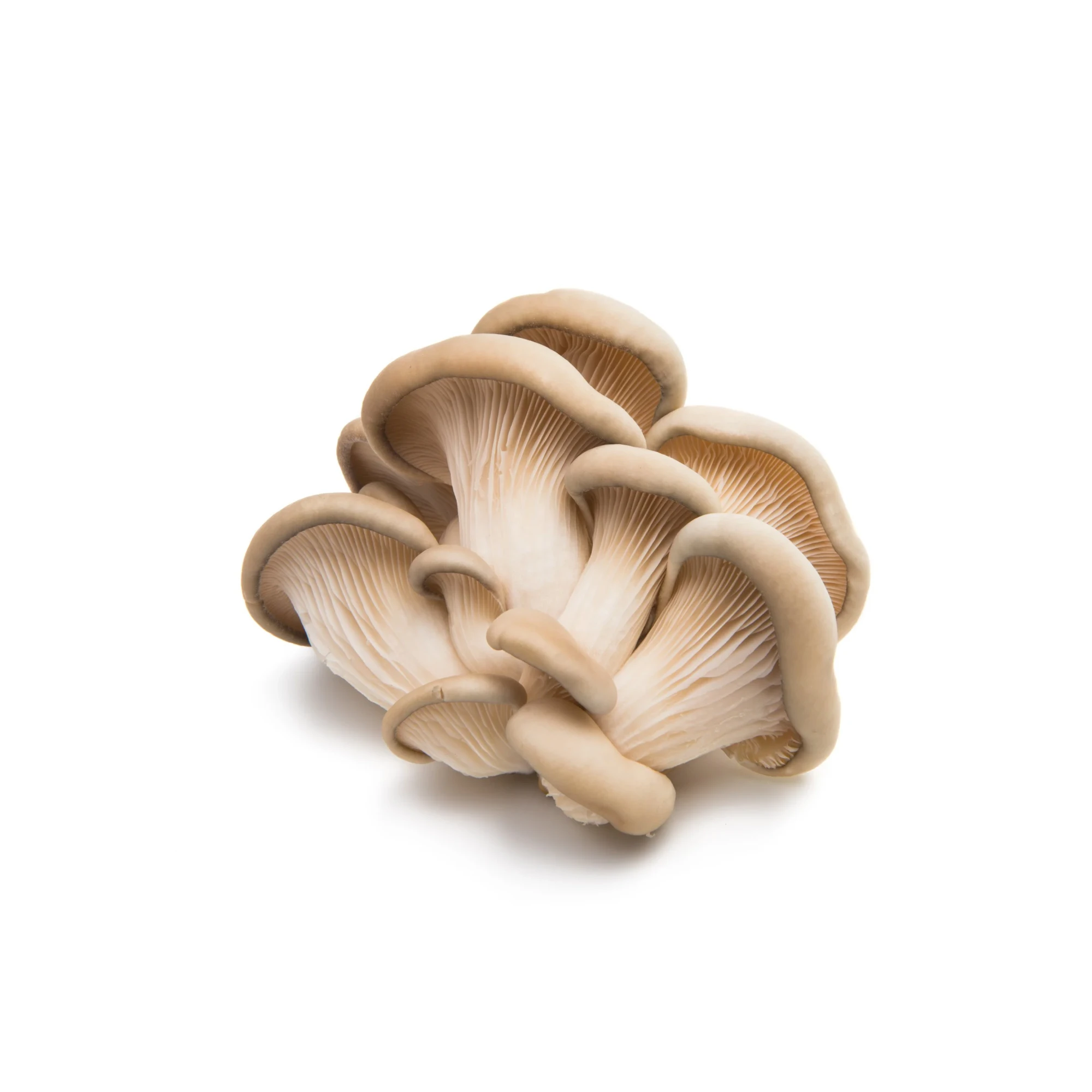 Oyster Mushrooms 6 oz