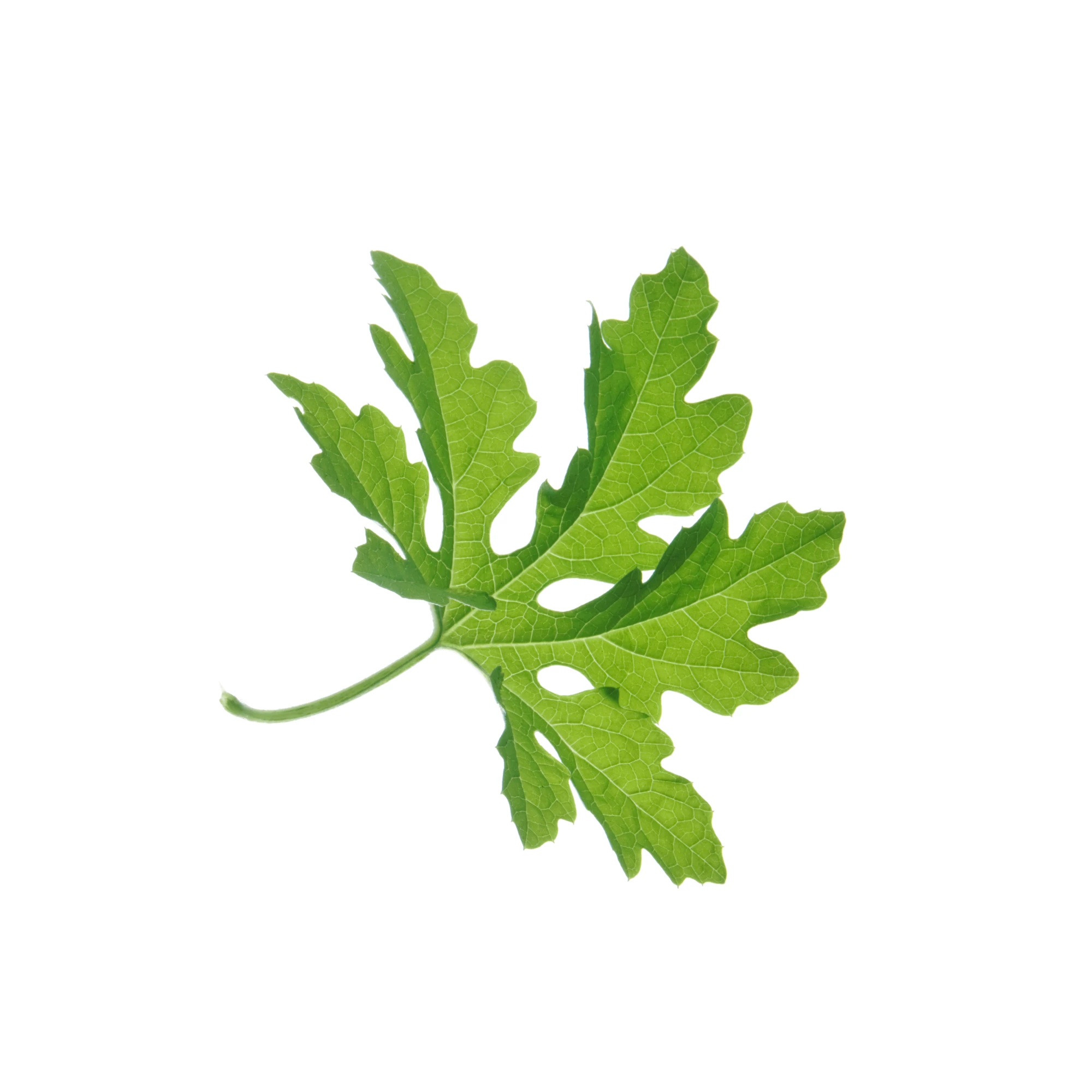 Alternative view of Indian Bitter Melon leaf 1 bunch
