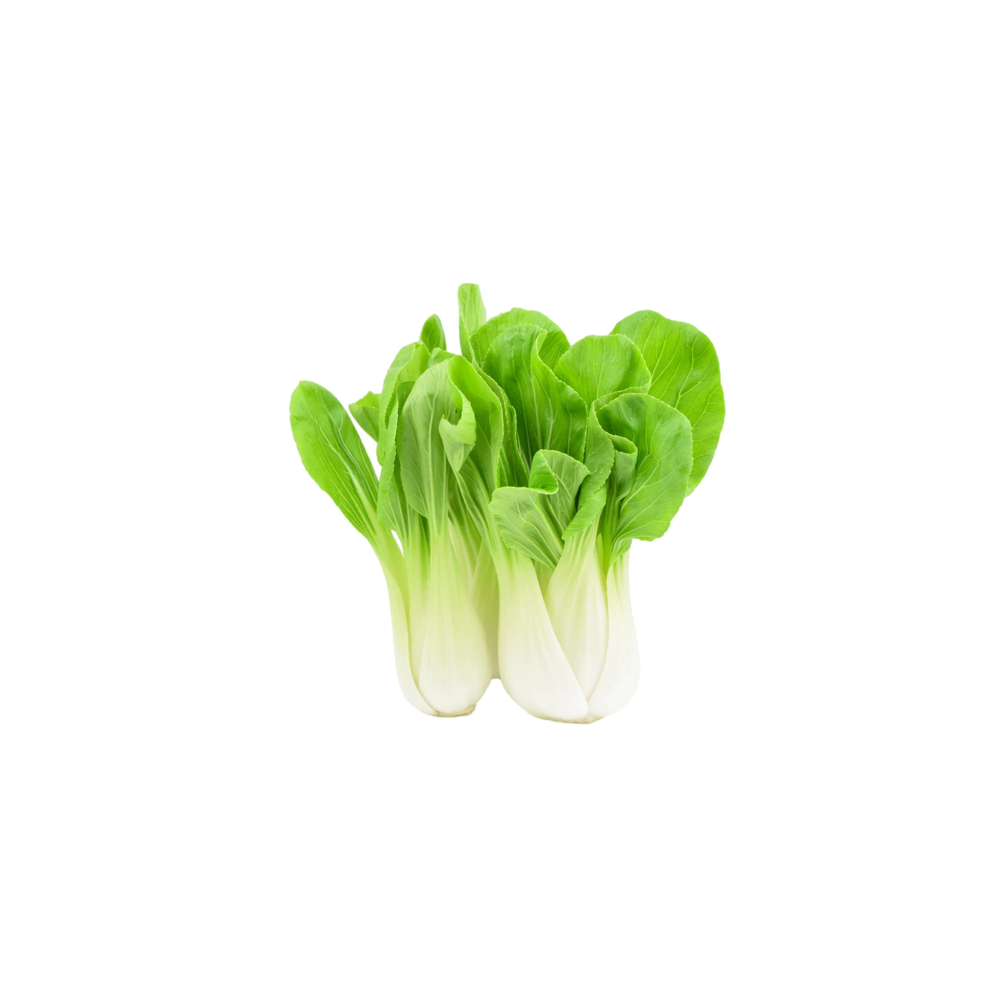 Alternative view of Baby Bok Choy 1 lb