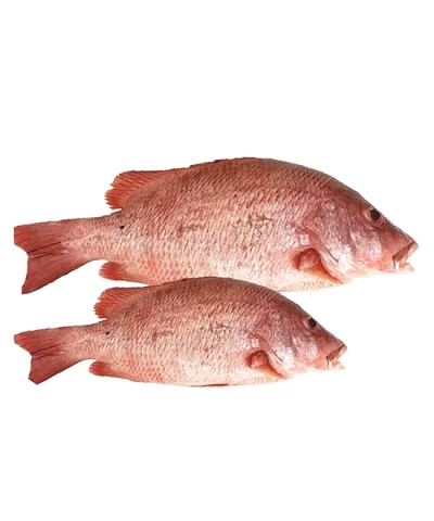 Whole Caribbean Red Snapper 2.5 - 3lbs. Avg (1-3 Fish) - Image 3