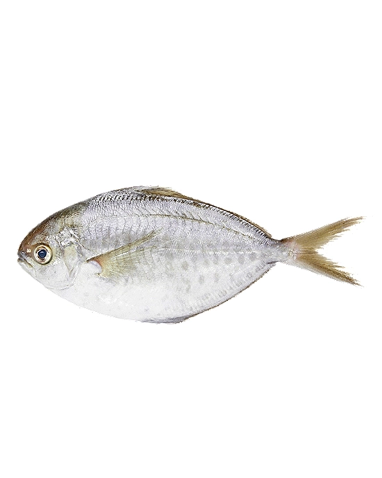 Fresh Whole Atlantic Butterfish, 1.5 - 1.8lbs.