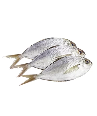 Alternative view of Fresh Whole Atlantic Butterfish, 1.5 - 1.8lbs.
