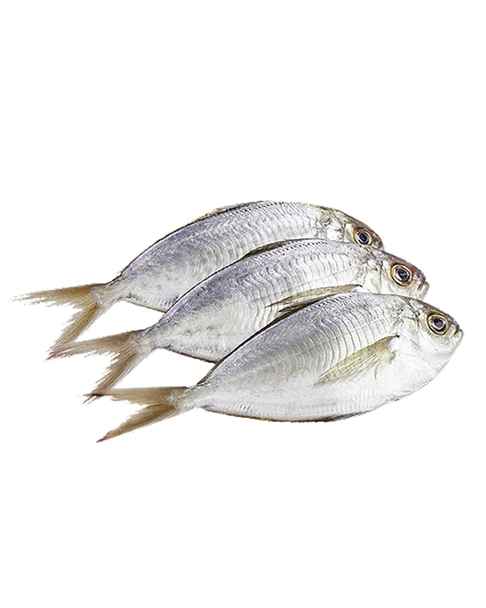 Alternative view of Fresh Whole Atlantic Butterfish, 1.5 - 1.8lbs.