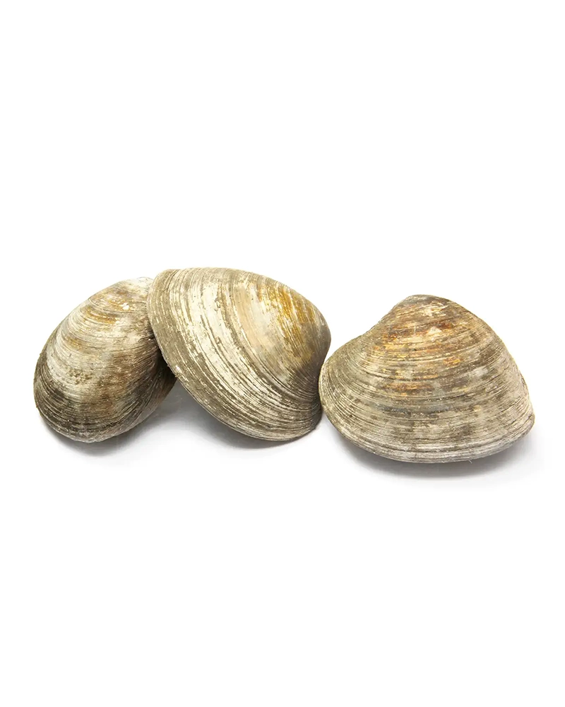 Alternative view of Local Littleneck Clams (Qty 8 – 9 per pound)