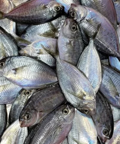 Fresh Whole Atlantic Butterfish, 1.5 - 1.8lbs. - Image 3