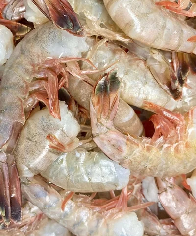 Gulf Shrimp 2