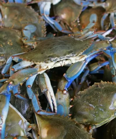 blue crabs 53041796 2000 58088bad7c3d4a6da52b4ecb7605586c