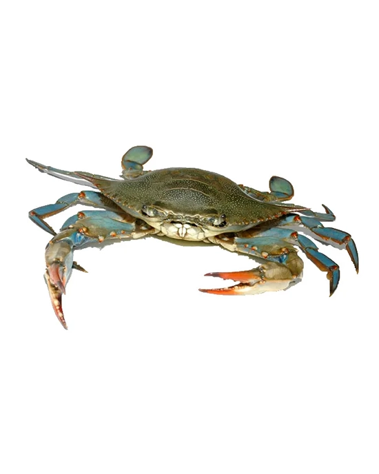 Alternative view of Atlantic Live Blue Crab by 12/Case