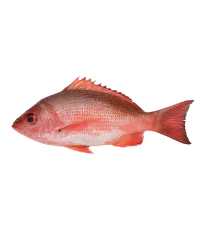 Alternative view of Whole Caribbean Red Snapper 2.5 - 3lbs. Avg (1-3 Fish)