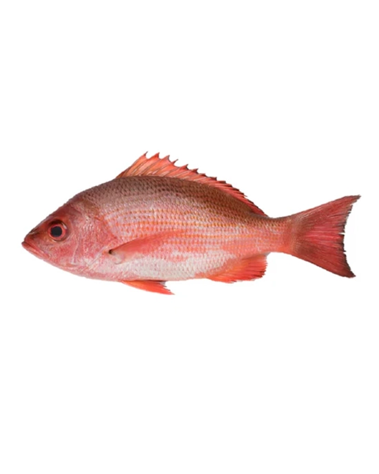 Alternative view of Whole Caribbean Red Snapper 2.5 - 3lbs. Avg (1-3 Fish)