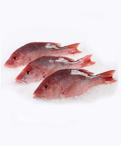 Whole Caribbean Red Snapper 2.5 - 3lbs. Avg (1-3 Fish)