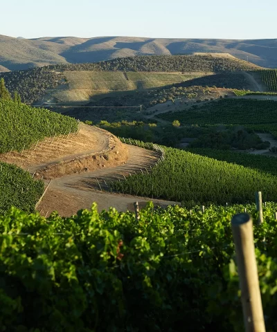 Viña Tabalí