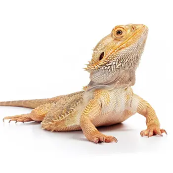 Reptiles