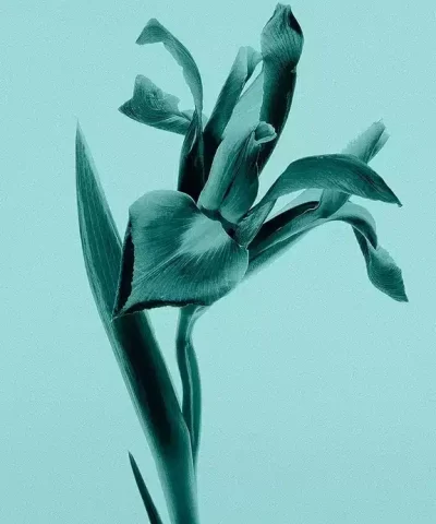 Tiffany & Co. Tiffany Eau de Parfum Spray 2.5 oz - Image 4