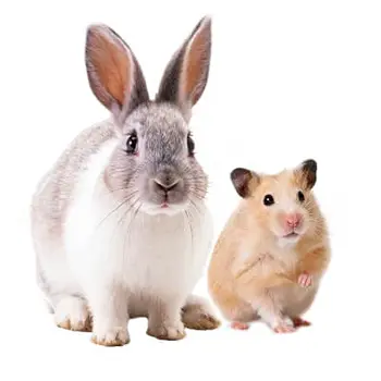 Small Animals