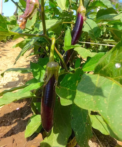 Eggplants Our Edible Italy 720x1080 1